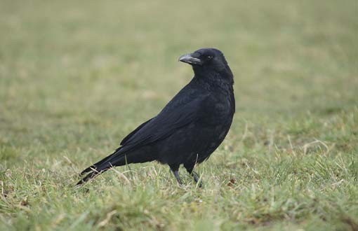 Estorninos y corvidos