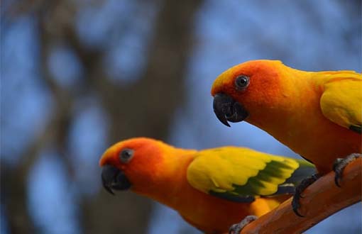 Cotorras